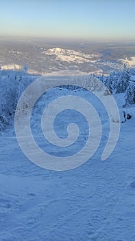 Trampling, snow, tree, winter