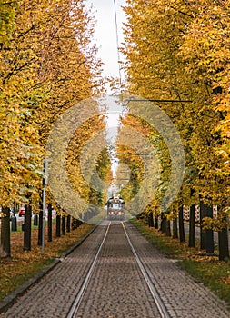 Trams and Trees in Prague