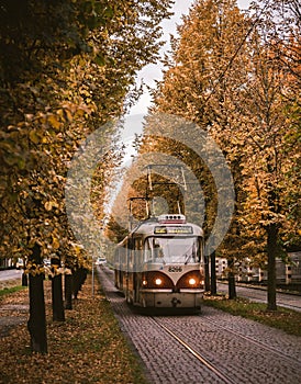 Trams and Trees in Prague