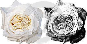 Vector illustration of white rose from my garden