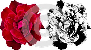 Vector illustration of red rose from my garden