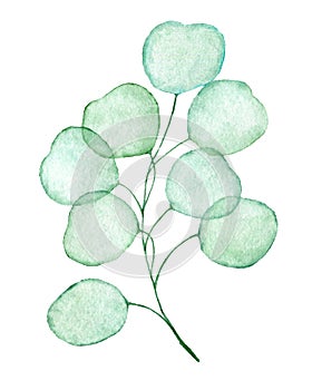 Tranparent eucalyptus twig drawn watercolor clip art