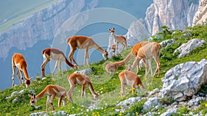 Tranquil alpacas peacefully grazing on lush green grass in a picturesque mountain pasture