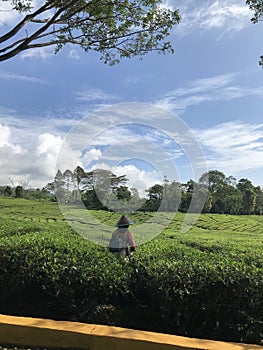 The Tranquil Art: Tea Picker Amidst Verdant Hills