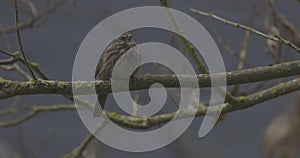 Tranquil Avian Moments: Songbird Perched in Washington\'s Wilderness