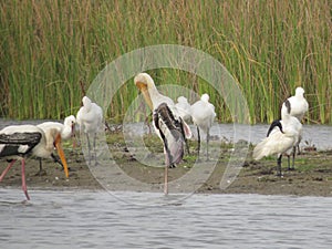 A Tranquil Avian Scene: Painted Storks, Spoonbill, and Black-headed Ibis by the Lake