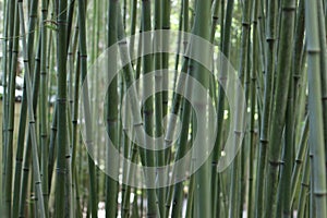Tranquil Bamboo in the Japanese Garden photo