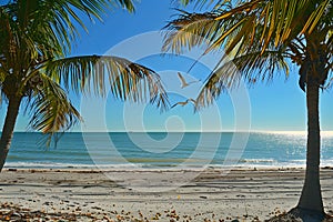 Tranquil beach scene with calm ocean waters and clear blue sky. Serene oasis of solitude