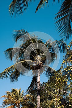 Tranquil beach scene with tall tropical palm trees against a blue sky