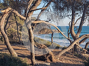 Tranquil Beauty of La Marquesa Forest, Tarragona photo