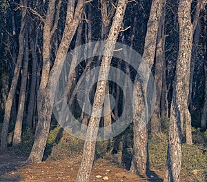 Tranquil Beauty of La Marquesa Forest, Tarragona photo