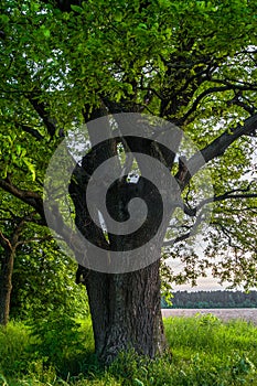 Tranquil beauty of a summer evening in desolate countryside. An old branched oak tree with deep hollow in its trunk and lush crown