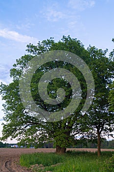 Tranquil beauty of a summer evening in desolate countryside. An old branched oak tree with deep hollow in its trunk and lush crown