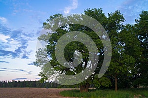 Tranquil beauty of a summer evening in desolate countryside. An old branched oak tree with deep hollow in its trunk and lush crown