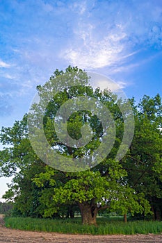 Tranquil beauty of a summer evening in desolate countryside. An old branched oak tree with deep hollow in its trunk and lush crown