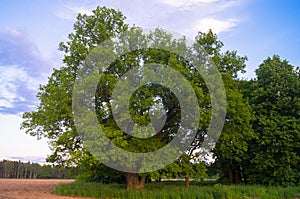 Tranquil beauty of a summer evening in desolate countryside. An old branched oak tree with deep hollow in its trunk and lush crown