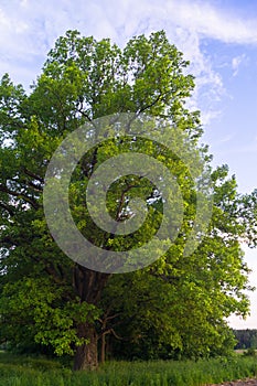 Tranquil beauty of a summer evening in desolate countryside. An old branched oak tree with deep hollow in its trunk and lush crown