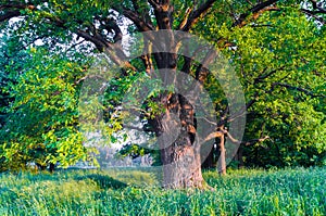 Tranquil beauty of a summer evening in desolate countryside. An old branched oak tree with deep hollow in its trunk and lush crown