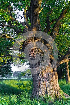 Tranquil beauty of a summer evening in desolate countryside. An old branched oak tree with deep hollow in its trunk and lush crown