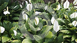 Tranquil Beauty: White Peace Lily Garden