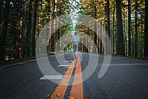 Tranquil Californian Scene Person Walking on Forested Road