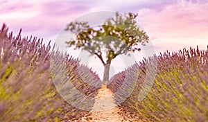 Tranquil closeup blurred tree meadow nature. Spring and summer lavender flowers field under warm sunset light, inspire nature