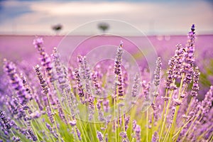 Tranquil closeup flowers meadow nature. Spring and summer lavender floral field under warm sunset light, inspire nature