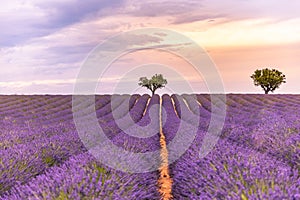 Tranquil closeup flowers meadow nature. Spring and summer lavender floral field under warm sunset light, inspire nature