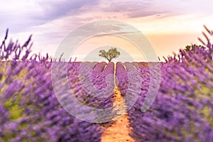 Tranquil closeup flowers meadow nature. Spring and summer lavender floral field under warm sunset light, inspire nature