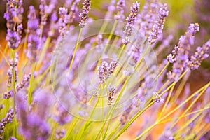 Tranquil closeup flowers meadow nature. Spring and summer lavender floral field under warm sunset light, inspire nature