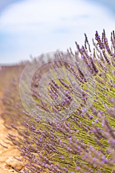 Tranquil closeup summer meadow nature. Spring and summer lavender flowers field under warm sunset light, inspire nature