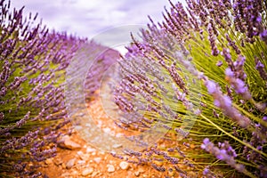 Tranquil closeup summer meadow nature. Spring and summer lavender flowers field under warm sunset light, inspire nature