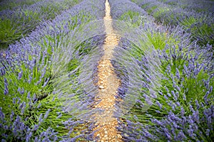 Tranquil closeup summer meadow nature. Spring and summer lavender flowers field under warm sunset light, inspire nature