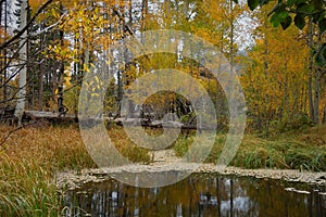 Tranquil Colorado pond at peak of Fall Colors.