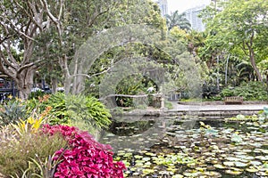 Tranquil corner with lily pond in the Royal Botanic Garden, Sydney, Australia.