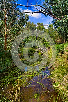 Tranquil creek large aquatic plants in a gum forest, Brisbane Ranges, Australia