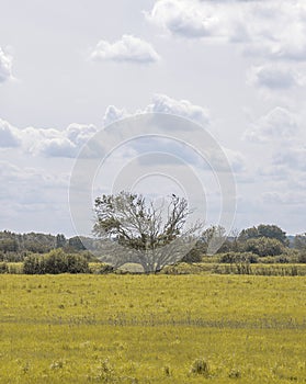 Tranquil Danish Landscape: Meadow, Trees, and Open Sky