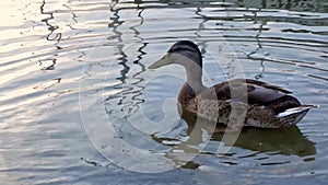 Tranquil Duck Gliding on Reflective Waters with Gentle Ripples and Soft Feather Detail