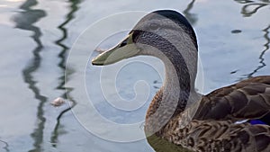 Tranquil Duck Gliding on Reflective Waters with Gentle Ripples and Soft Feather Detail