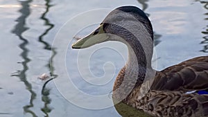 Tranquil duck gliding on reflective waters with gentle ripples and soft feather detail