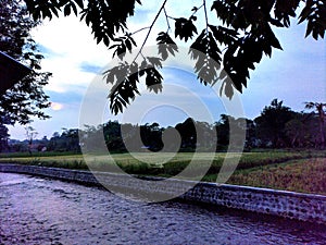 Tranquil Dusk Canal Amid Verdant Rice Fields photo