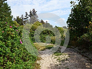 Tranquil footpath walking path on green grass by the ocean