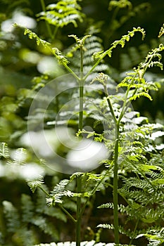 Tranquil Forest photo