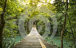 Tranquil Forest Footbridge