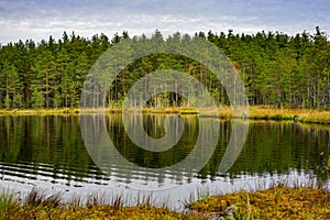 Tranquil Forest Lake with Pine Tree Reflections