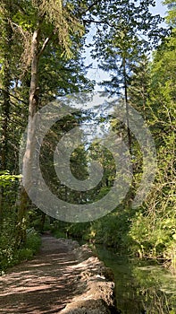 Tranquil Forest Path Alongside a Clear Reflective Stream in Summer