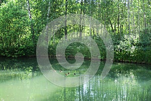 Tranquil forest pond framed by lush green woodland park in sunshine. Green water in a pond with ducks and trees around