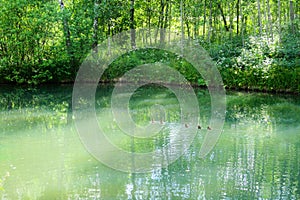 Tranquil forest pond framed by lush green woodland park in sunshine. Green water in a pond with ducks and trees around