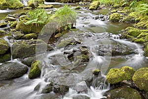 Tranquil forest stream