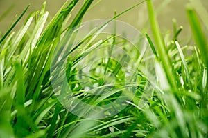 Tranquil fresh grass under a warm morning sunlight, reminding us to conserve and protect mother nature, make responsible decisions